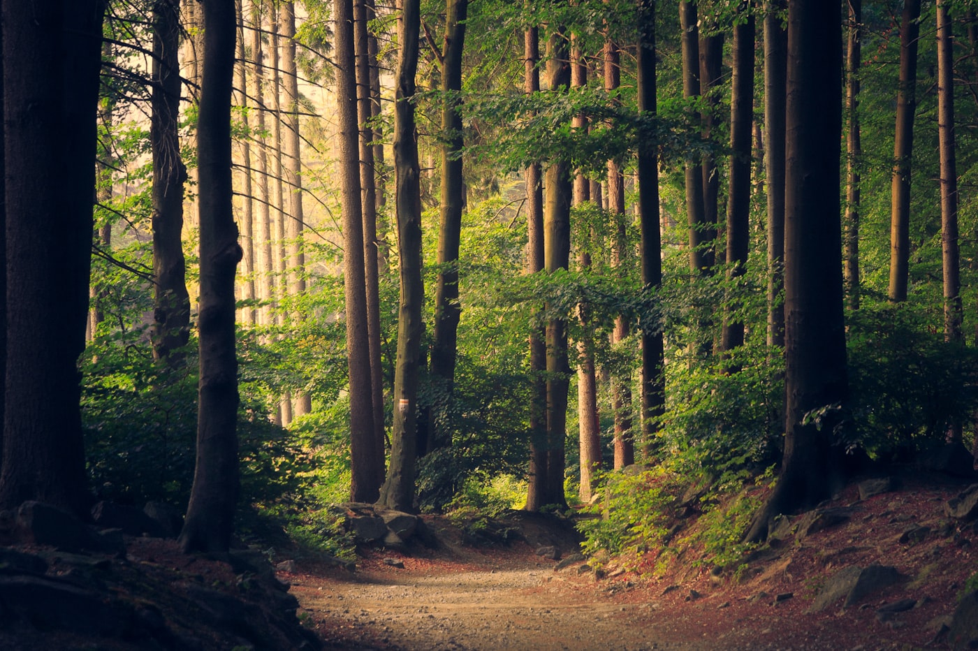 白神山地十二湖・山毛榉自然林